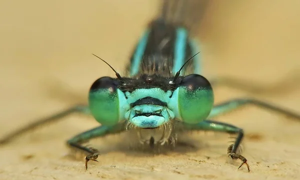 Libellen Insecten Flora Fauna — Stockfoto