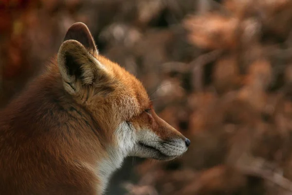 Volpe Rossa Natura — Foto Stock