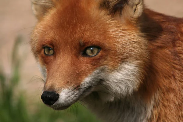 Rotfuchs Der Natur — Stockfoto