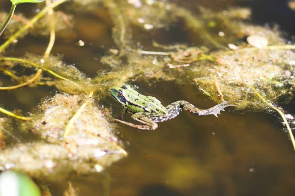 両生類 野生のカエル — ストック写真