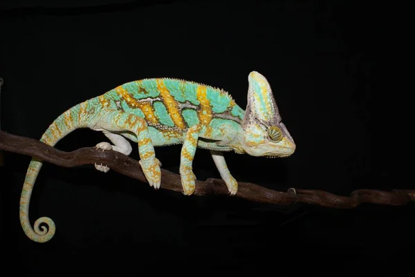 Cameleon Animal Șopârlă Tropicală Reptilă — Fotografie, imagine de stoc