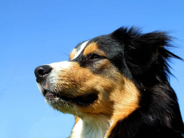 Retrato Lindo Perro — Foto de Stock