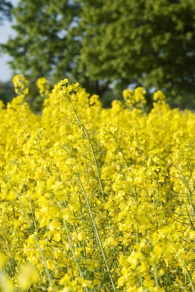 Gult Rapsfält Jordbruk — Stockfoto