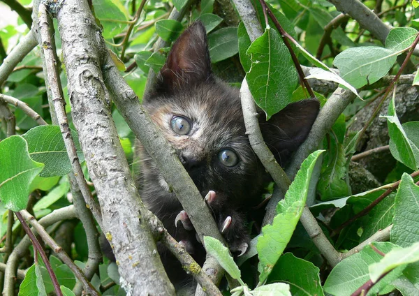 Retrato Lindo Gato — Foto de Stock