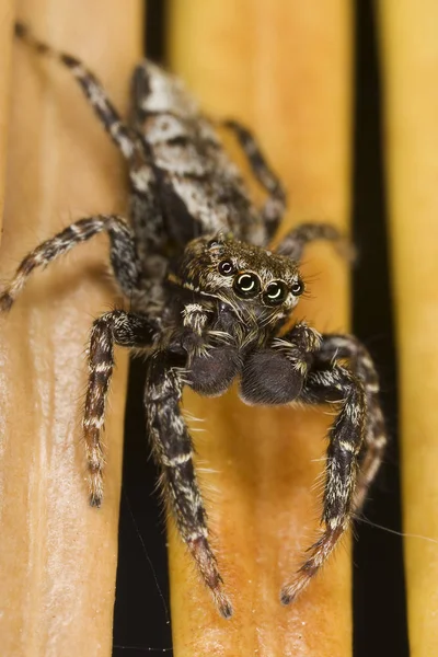 蜘蛛昆虫 捕食动物 — 图库照片