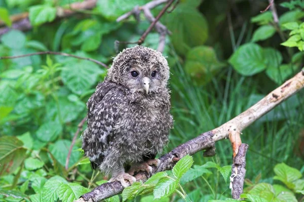 Κουκουβάγια Strix Uralensis Απόγονοι — Φωτογραφία Αρχείου