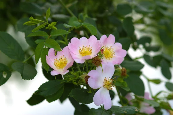 Piękne Botaniczne Ujęcie Naturalna Tapeta — Zdjęcie stockowe