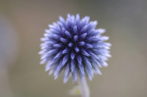 Planě Rostoucí Květina Flóra Příroda — Stock fotografie