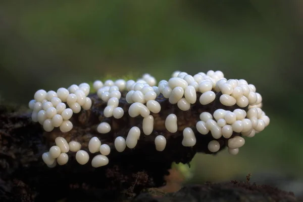 진균류 Myxomyceta — 스톡 사진