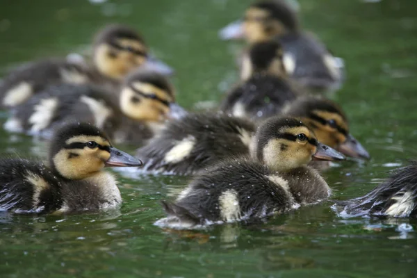 Grenaille Observation Canard Dans Nature Sauvage — Photo