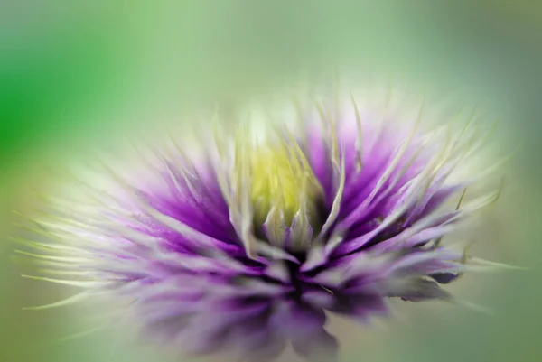 Purpurowe Płatki Kwiatów Clematis — Zdjęcie stockowe