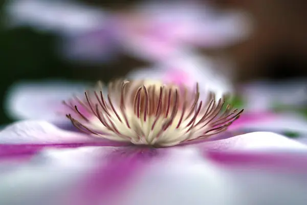 Clematis Mor Çiçek Yaprakları — Stok fotoğraf