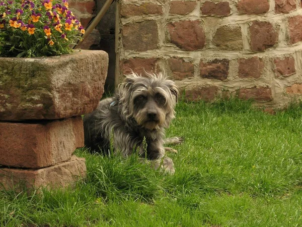 Çiçeklerle Dolu Taş Yalağın Arkasında Köpeğimiz Isıyı Kontrol Etti — Stok fotoğraf