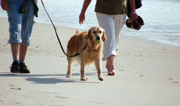 Jong Stel Wandelen Het Strand — Stockfoto