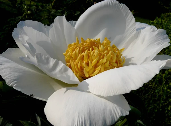 Fleurs Pivoine Pétales Flore — Photo