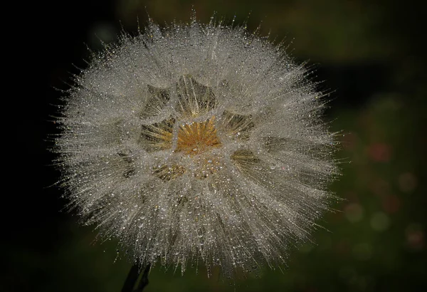 Löwenzahn Feld Wilde Pusteblume — Stockfoto