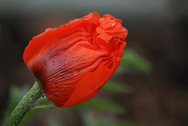 美しい野生のケシの花の近景 — ストック写真