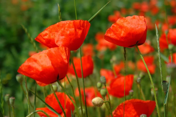 Close Uitzicht Mooie Wilde Papaver Bloemen — Stockfoto