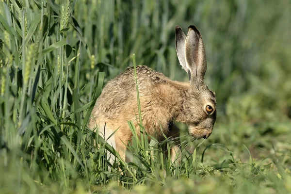 ウサギを自然界で共有する — ストック写真