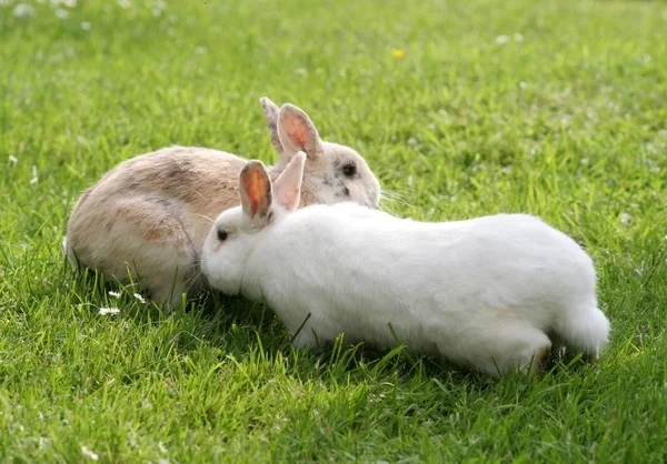 Niedlicher Hase Nahaufnahme — Stockfoto