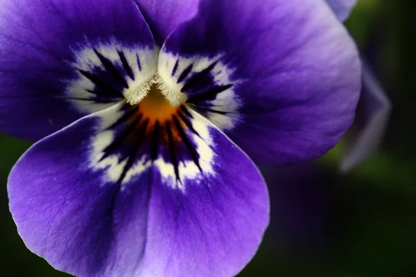 Güzel Pansy Çiçekleri Bahçe Çiçeği Florası — Stok fotoğraf