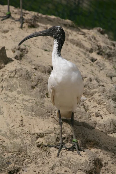 Heilger Oiseau Des Anciens Égyptiens — Photo