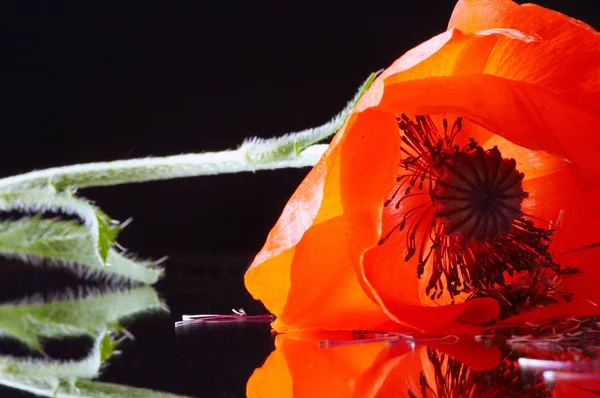 Vista Cerca Hermosas Flores Amapola Silvestre — Foto de Stock