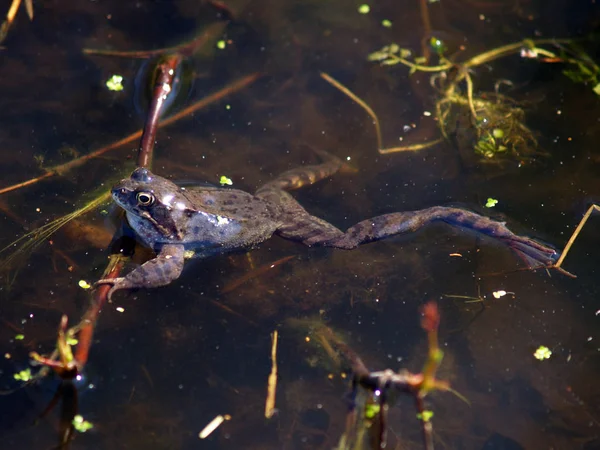 Animal Anfibio Rana Silvestre — Foto de Stock