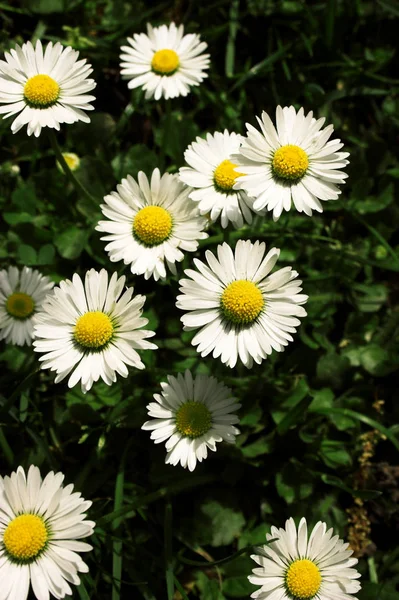 Stokrotki Łące Letnie Kwiaty — Zdjęcie stockowe