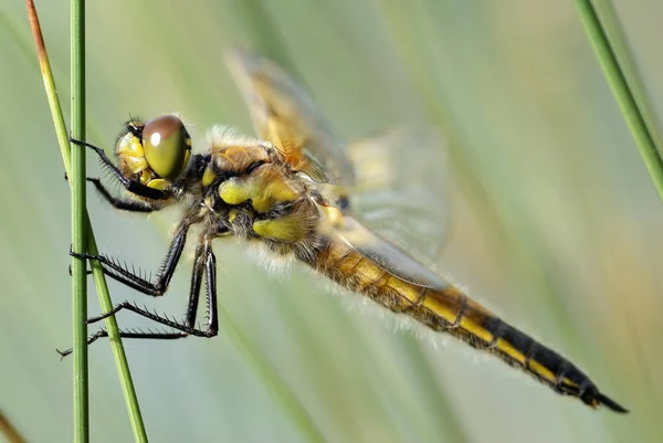 Természet Rovar Szitakötő Odonata Légy — Stock Fotó