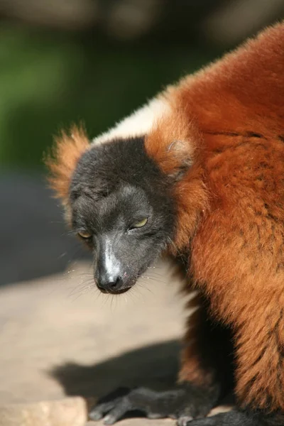 Ces Rares Lémuriens Sont Encore Que Dans Les Madagascars — Photo