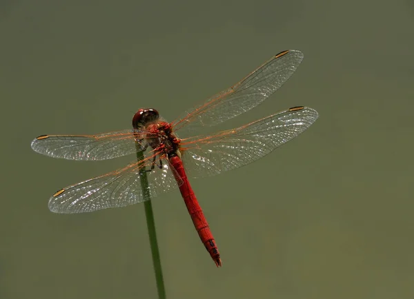 Libellen Insecten Flora Fauna — Stockfoto