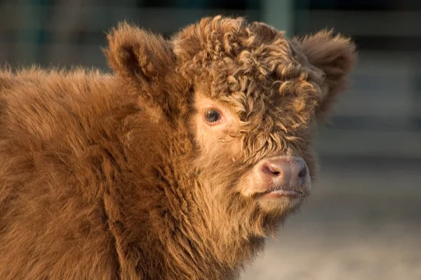 Young Animals Selective Focus — Stock Photo, Image