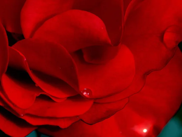 Роза Красном Рано Утром — стоковое фото