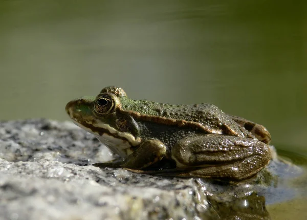 Amphibian animal, wild frog