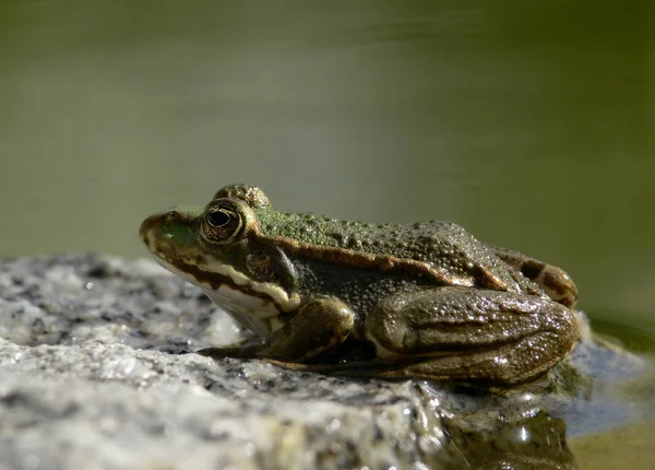 Amphibian Animal Wild Frog — Stock Photo, Image