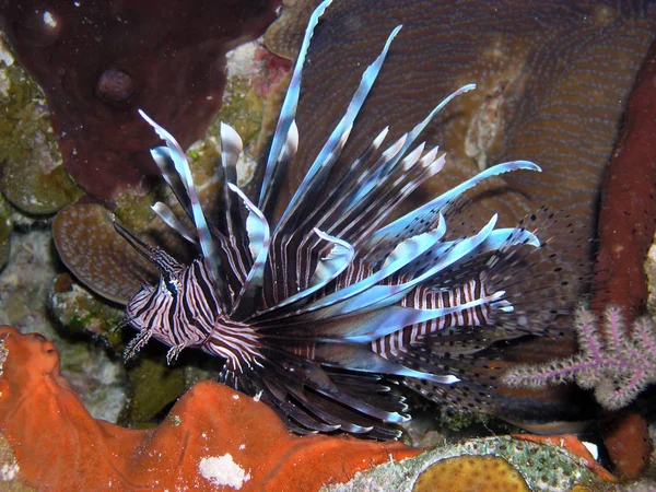 海底的狮子鱼 海洋生物 — 图库照片