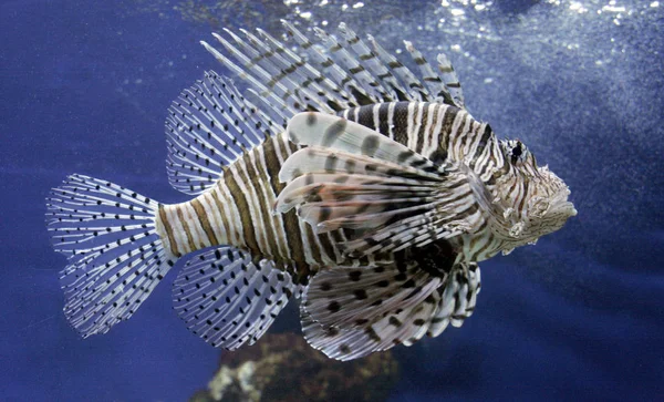 Морське Життя Морська Рибка Воді Водні Тварини — стокове фото