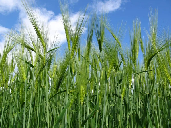 小麦を栽培している田舎の畑で — ストック写真