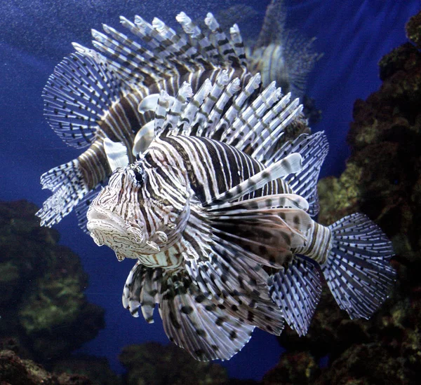 海底的狮子鱼 海洋生物 — 图库照片