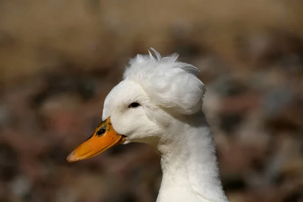 鳥を見るショット 野生の自然でアヒル — ストック写真