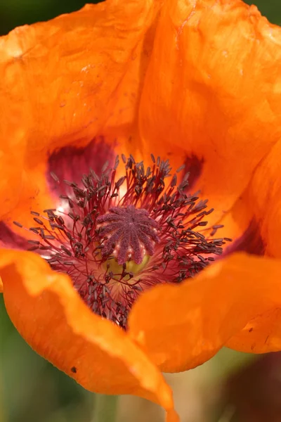 Маковые Цветы Полевая Флора — стоковое фото