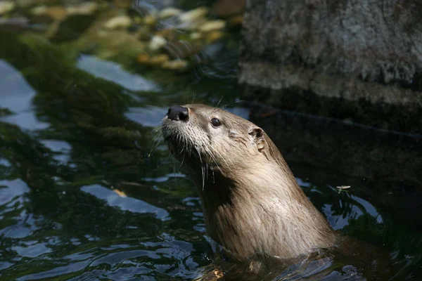 Canadian North American Otter — Stock Photo, Image