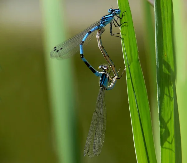 Closeup Macro Vedere Insectă Libelulă — Fotografie, imagine de stoc