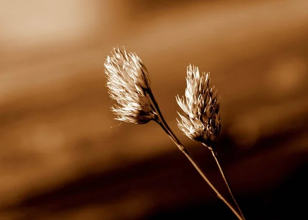 Klasy Kukuřice Větru — Stock fotografie