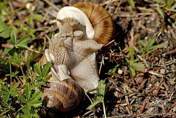 Guscio Lumaca Gusci Mollusco — Foto Stock