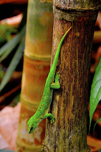 Lagarto Reptil Geco Animal Tropical —  Fotos de Stock