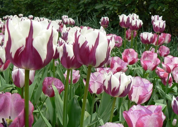 Fleurs Tulipes Flore Printemps — Photo