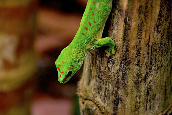 Echsentier Leguan Reptil — Stockfoto