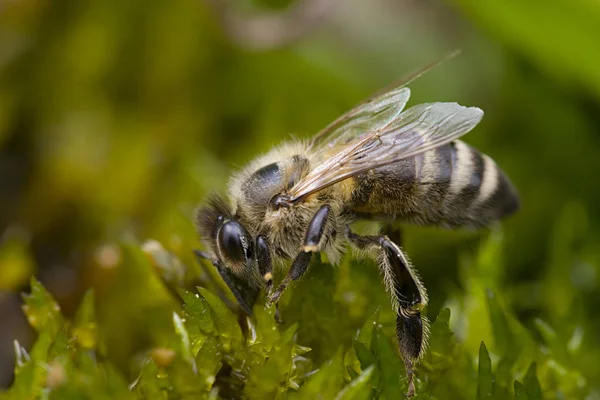 Mézelő Méhek Mohában Történő Ivása — Stock Fotó